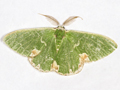 Blotched Emerald